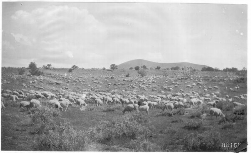 sheep grazing