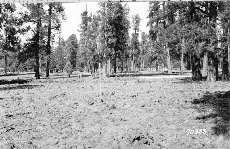 snow melt in park