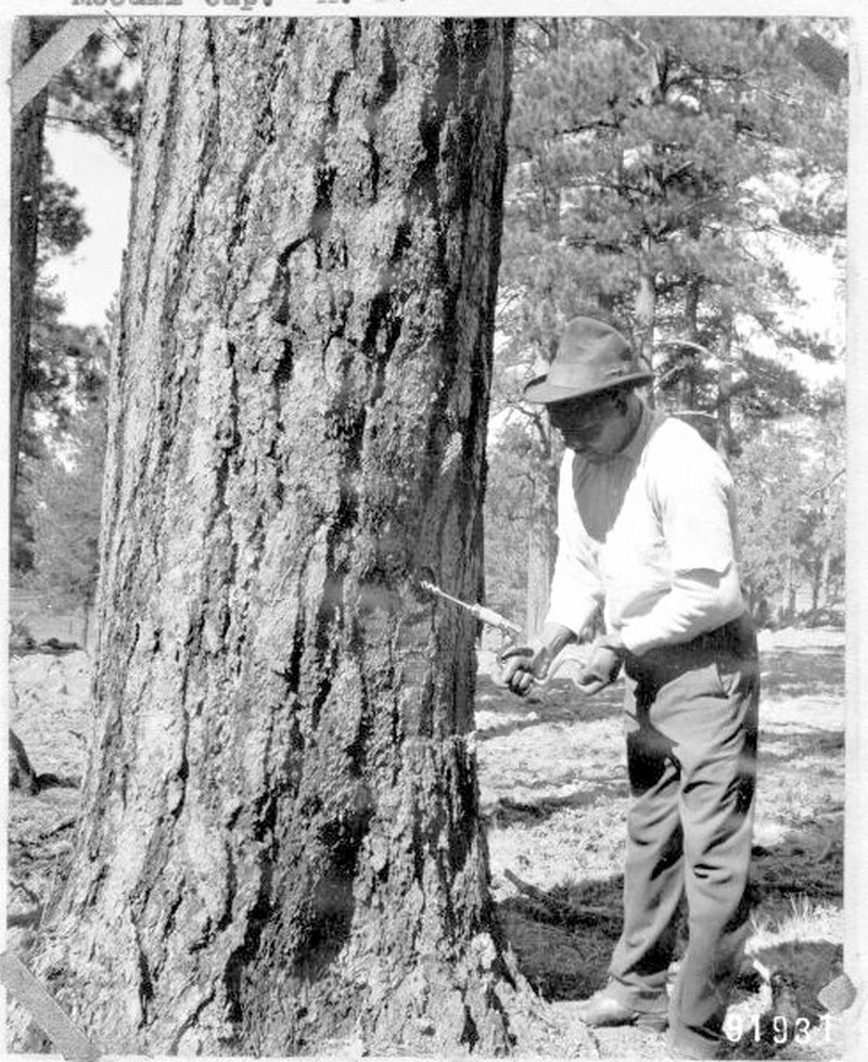 Boring holes in sapwood, three-fourths-inch bit, for Gilmer & McCall cup