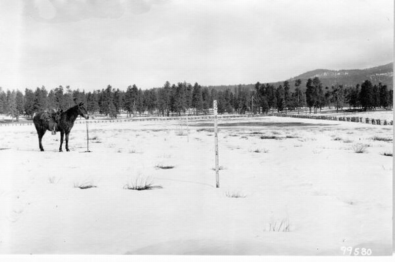snow melt in park