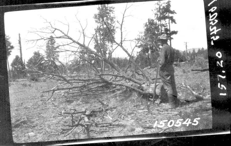 Grass around fallen tree top grazed where brush is absent