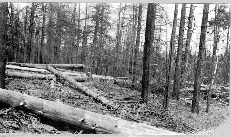Young western yellow pine killed by black jack barkbeetle