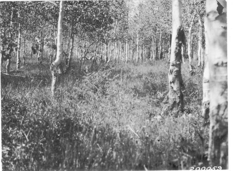 Excellent grazing in aspen