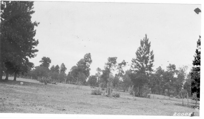 Oak brush, cliff-rose, and pine reproduction practically killed by cattle overgrazing