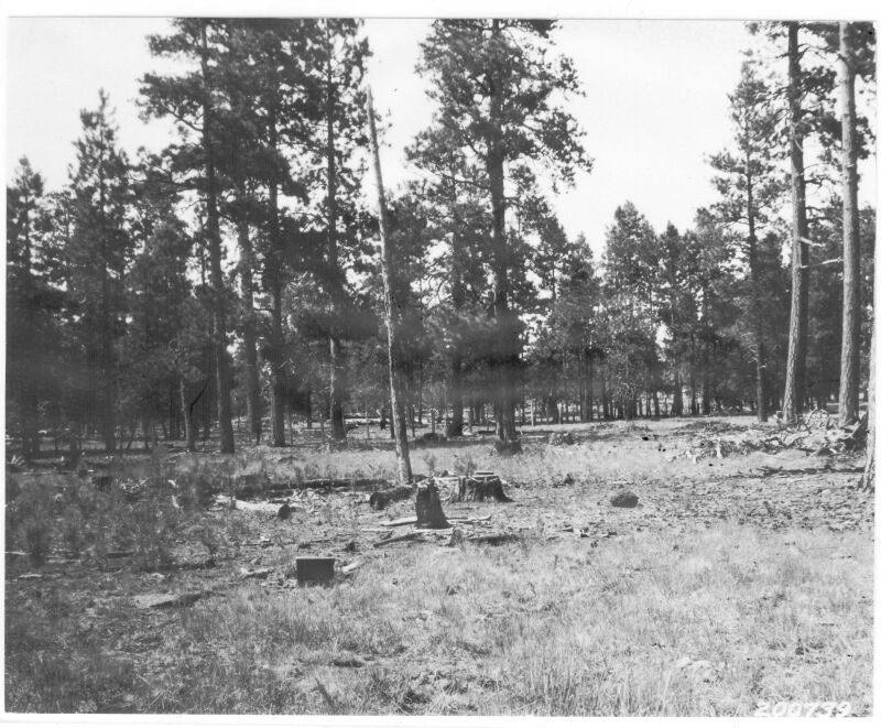Vigorous western yellow pine seedlings 