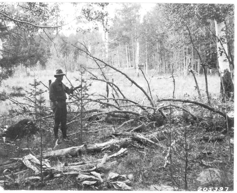 Douglas-fir plantation near Campbell's Camp