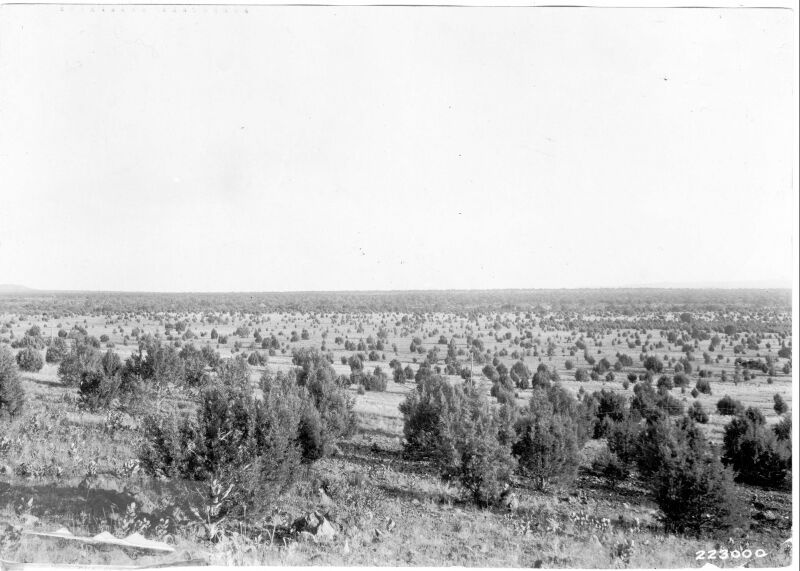 Juniperus utahensis encroaching upon open areas near Ashfork