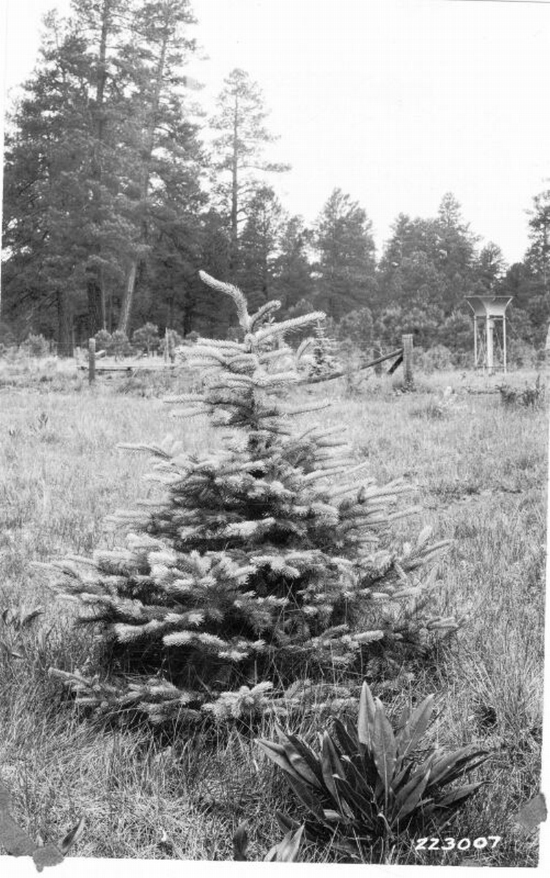 Blue spruce planted in ponderosa pine type