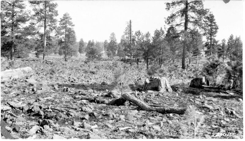Ponderosa pine regeneration 