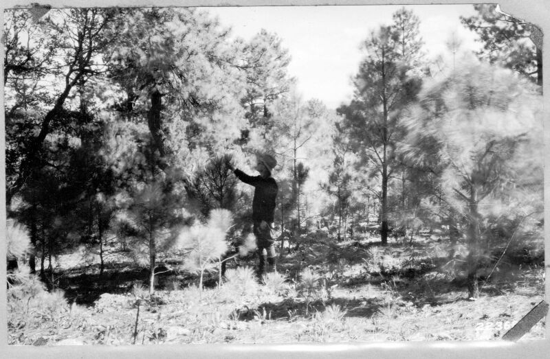 Ponderosa pine seedlings on permanent sample plot 