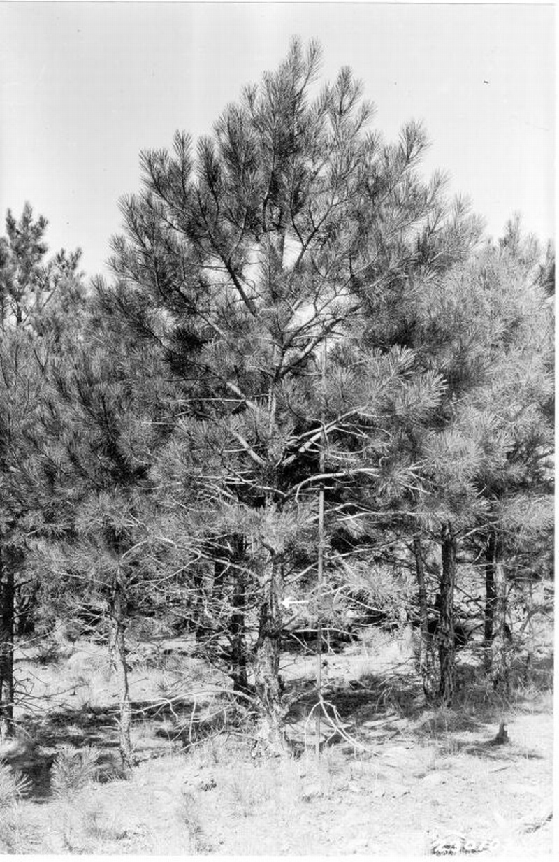 Recovery of western yellow pine sapling