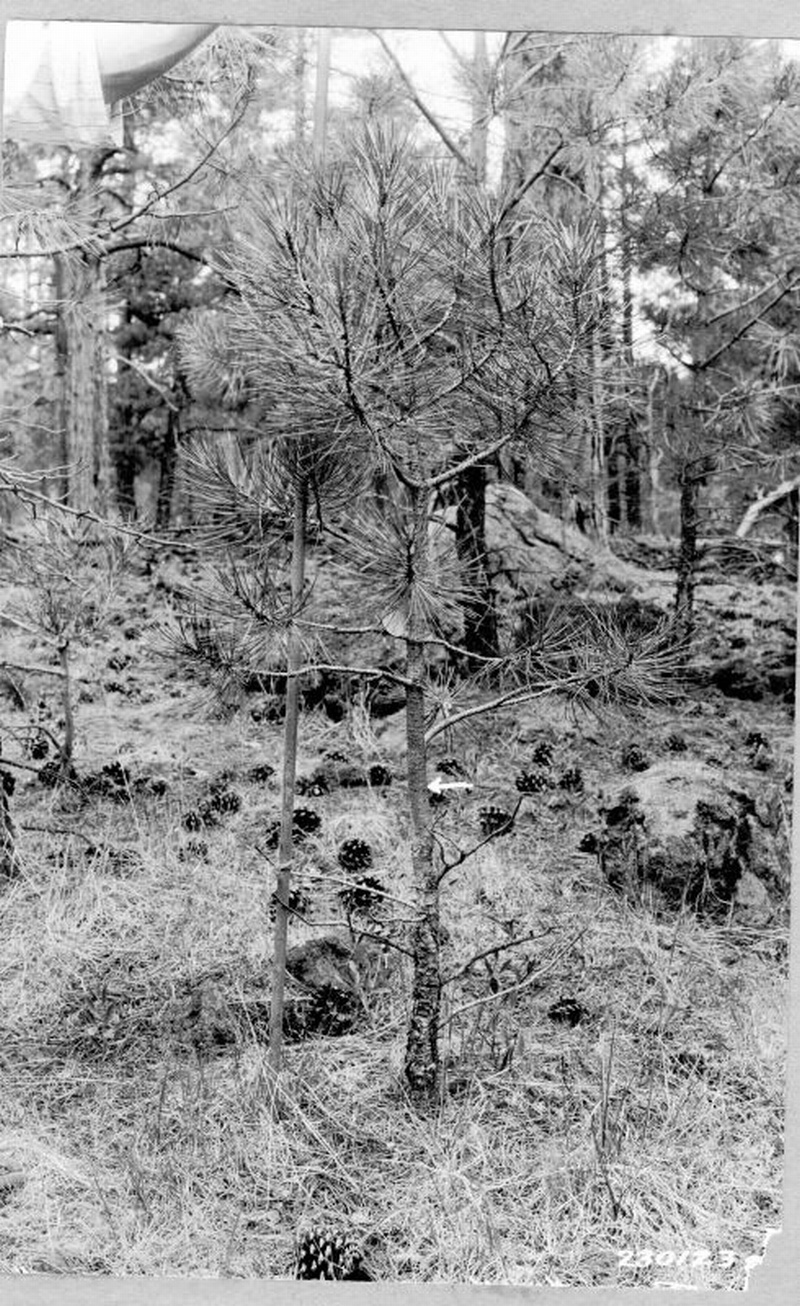 grazing plot grazing plot