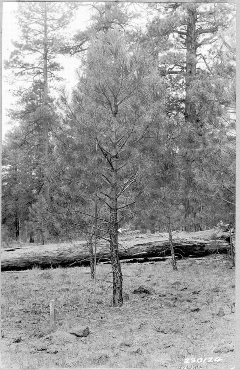 grazing plot grazing plot