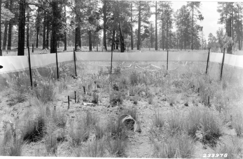 Grass-competition plots 