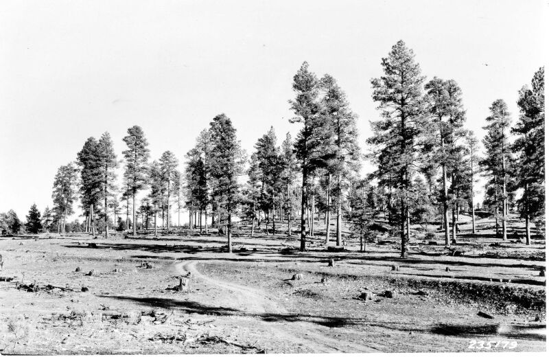 Light selection cutting in stand of western yellow pine