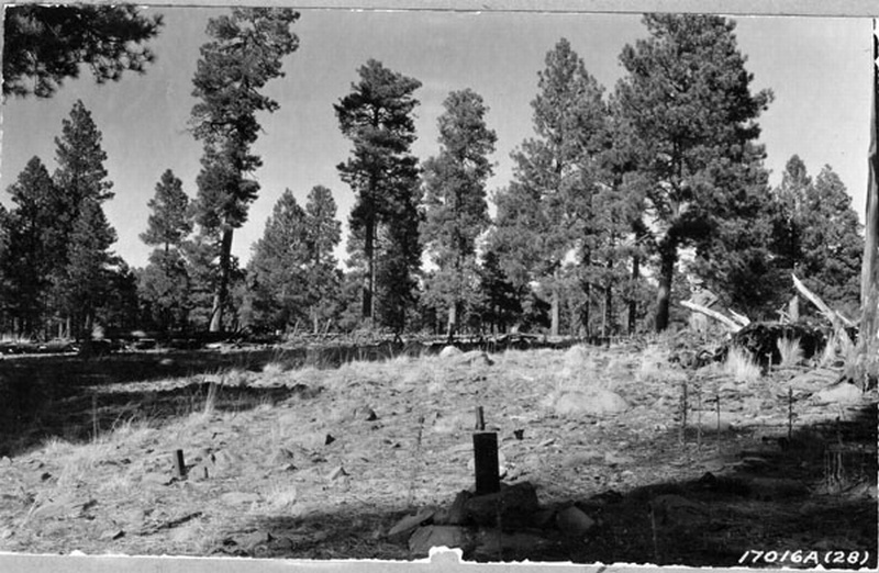 Several seedlings have become established around old top