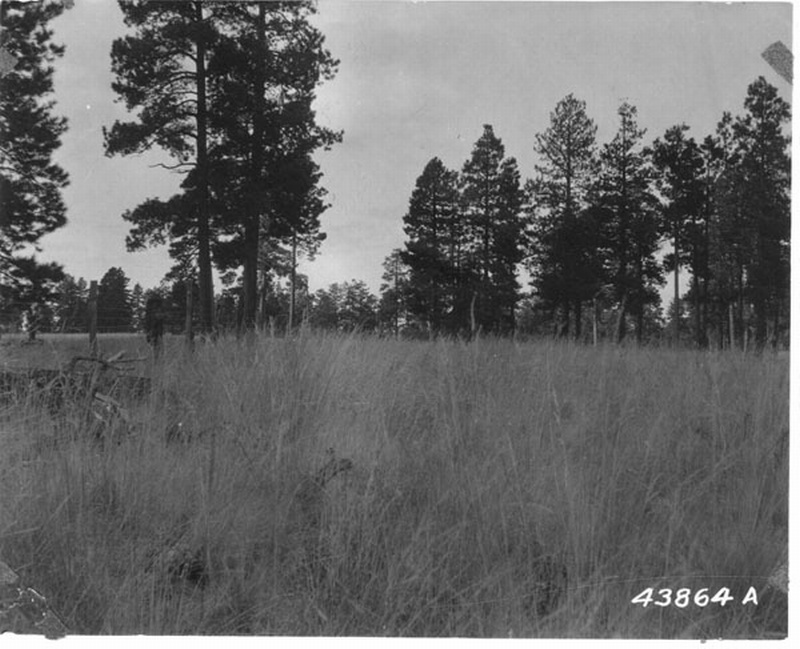 ponderosa pine reproduction