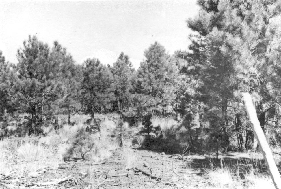 Mistletoe plots, Wing Mt., Plot 1-C N8W