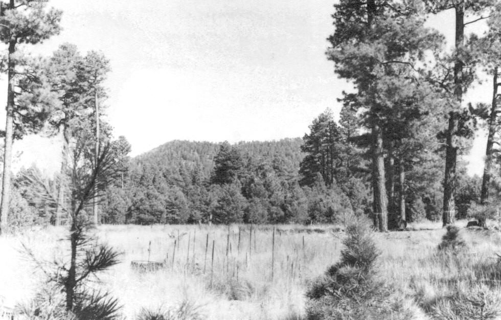 Mistletoe plots, Wing Mt., Plot 1-D, S85E