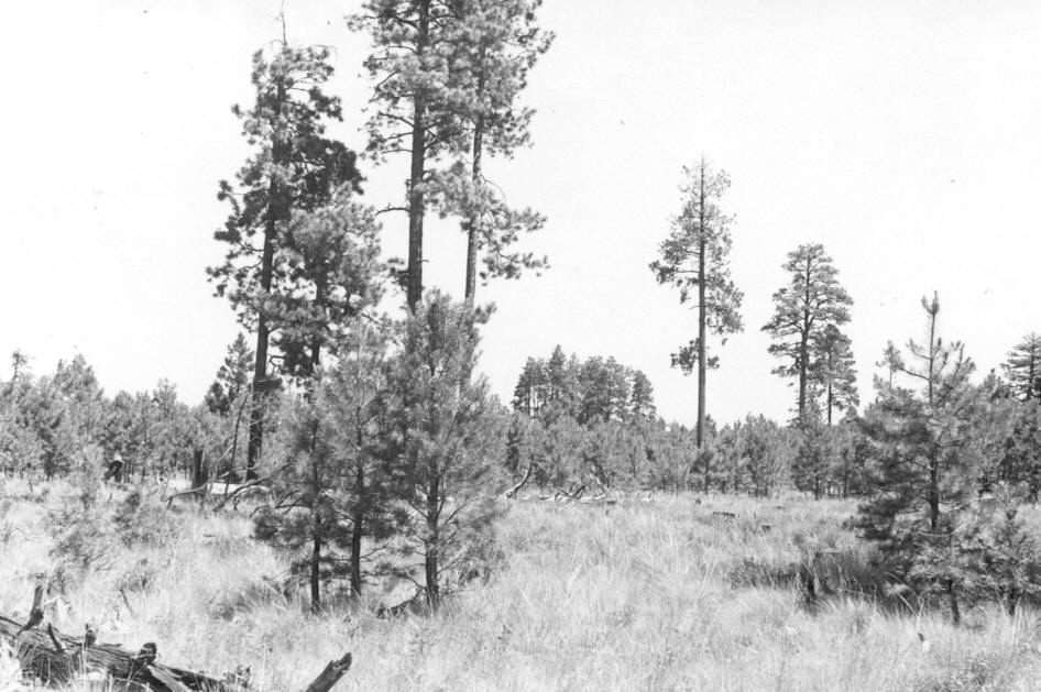 Mistletoe plots, Wing Mt. Plot 3-D N23E