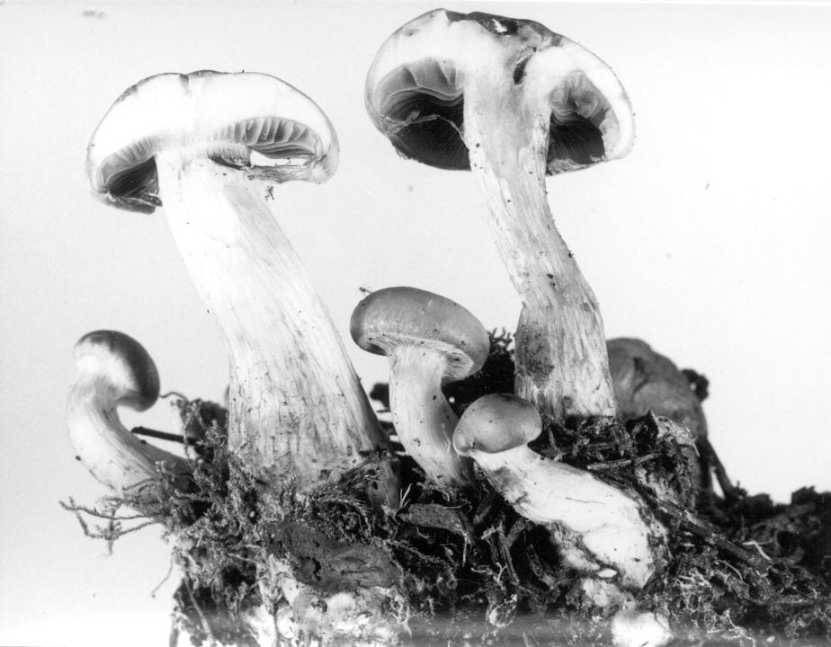 Pholiota alnicola basidiocarp specimens