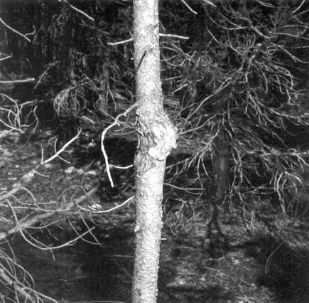 Lodgepole pine cankers active 5 years after spaying with acti-dione