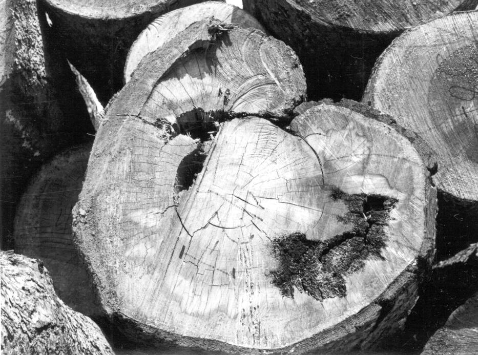 Brown cubical bull rot in log 42-1