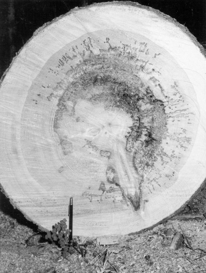 Tree 19-2, ring red rot and buck shot