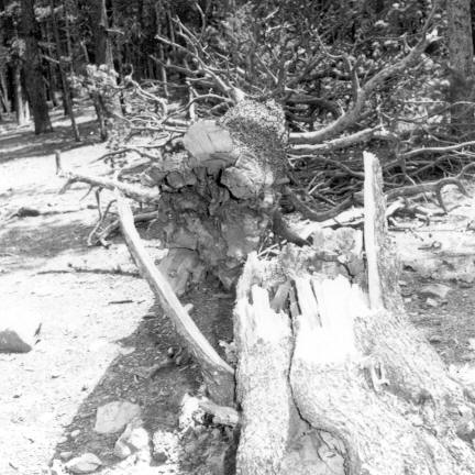 13 inch d.b.h. lodgepole pine broken over at 2 feet with brown cubical butt rot (Coniophora puteana?)