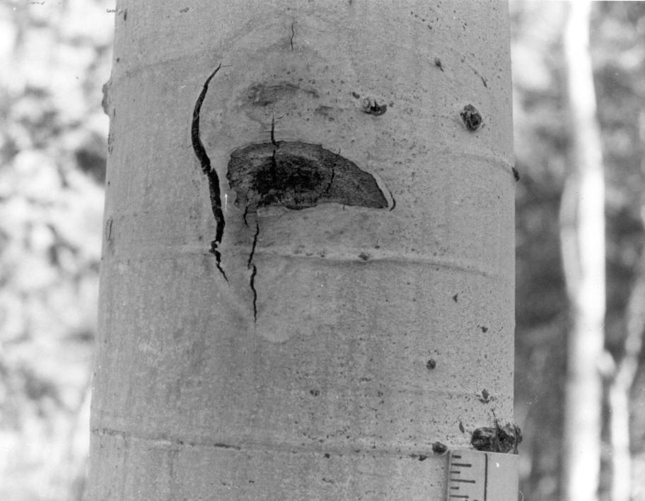Tree no. 1, inoc. 9-29-55, bark slit 3' N. Plot 1 (healed '60)