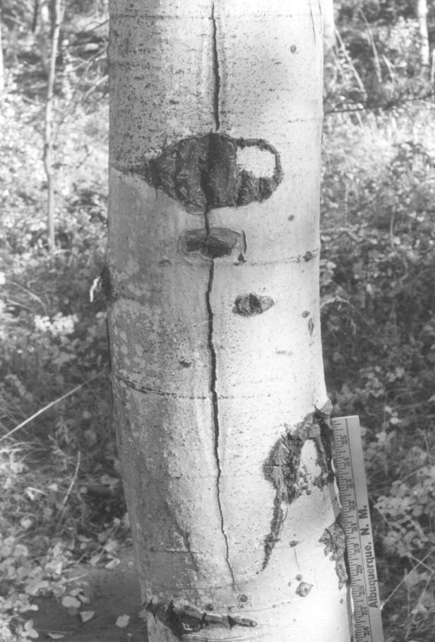Cenagium populneum, tree no. 4, wood slit inoc., 9-29-55, at 4' W, dead '59
