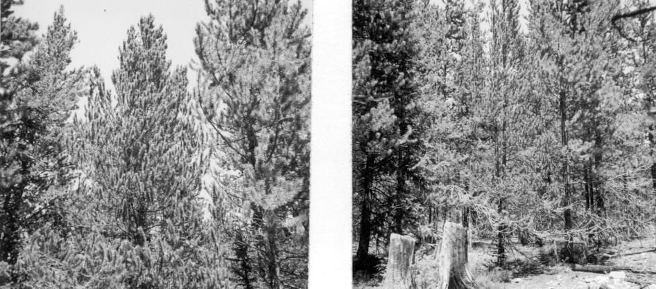 Abnormal lodgepole pine (chimera?)