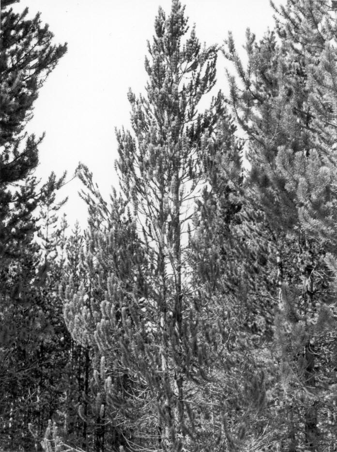 Forked lodgepole pine, chimera tree