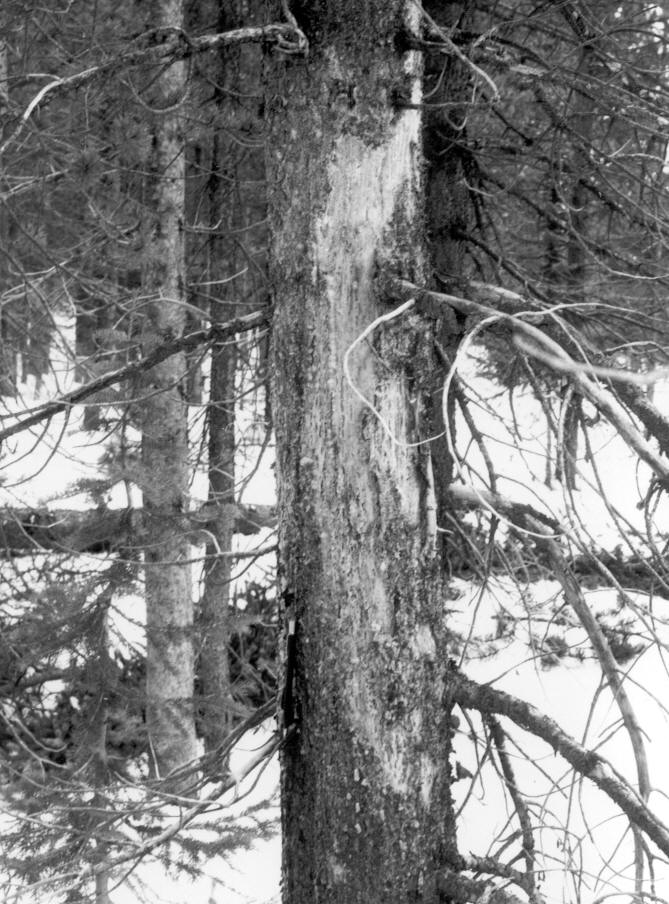 Cronartium comandrae, 9'' lodgepole pine with rodent chewed canker (2 1/2') at 5'