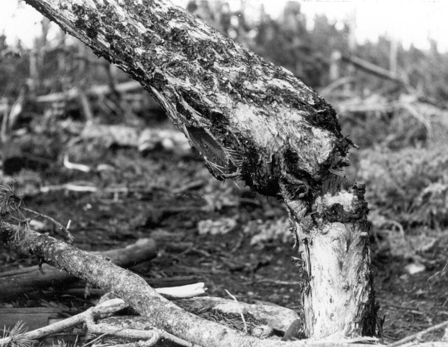 Side view of frame 2 of 4'' lodgepole pine broken over at 1' at old canker.
