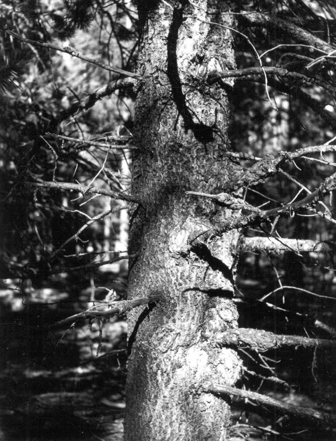 Canker at 2' & 5' on 15 '' lodgepole pine