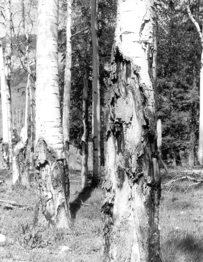 two 24'' aspen with old cankers stemming from old wounds