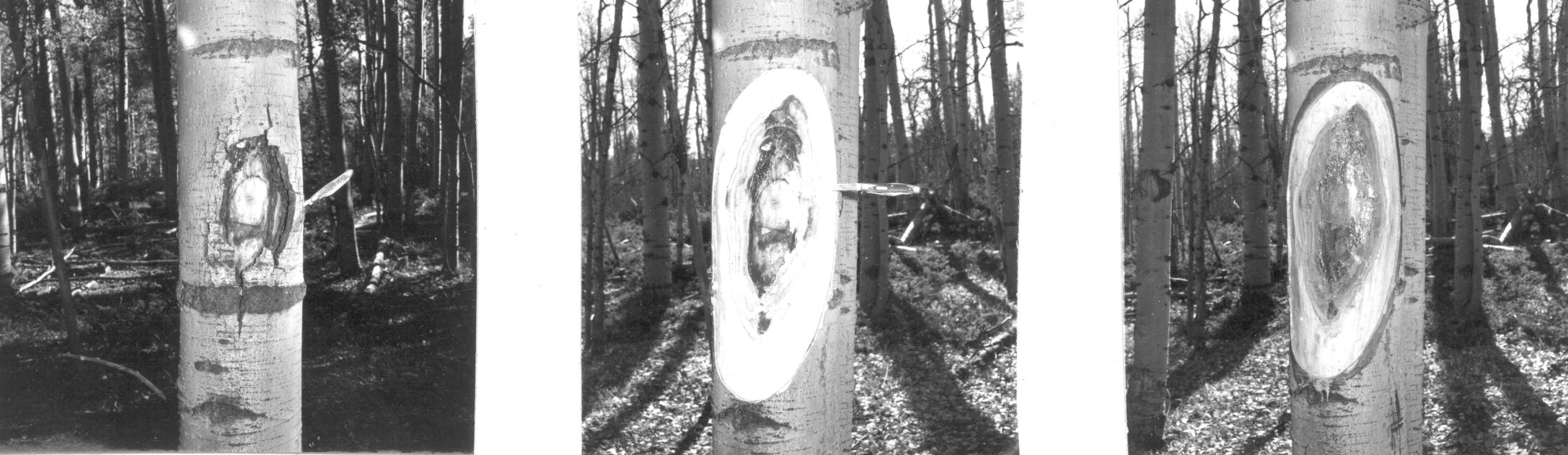 Ceratocystis canker control