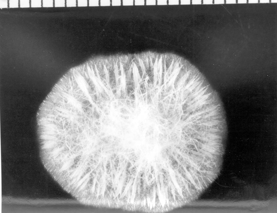 Ceratocystis tremulo-aurea