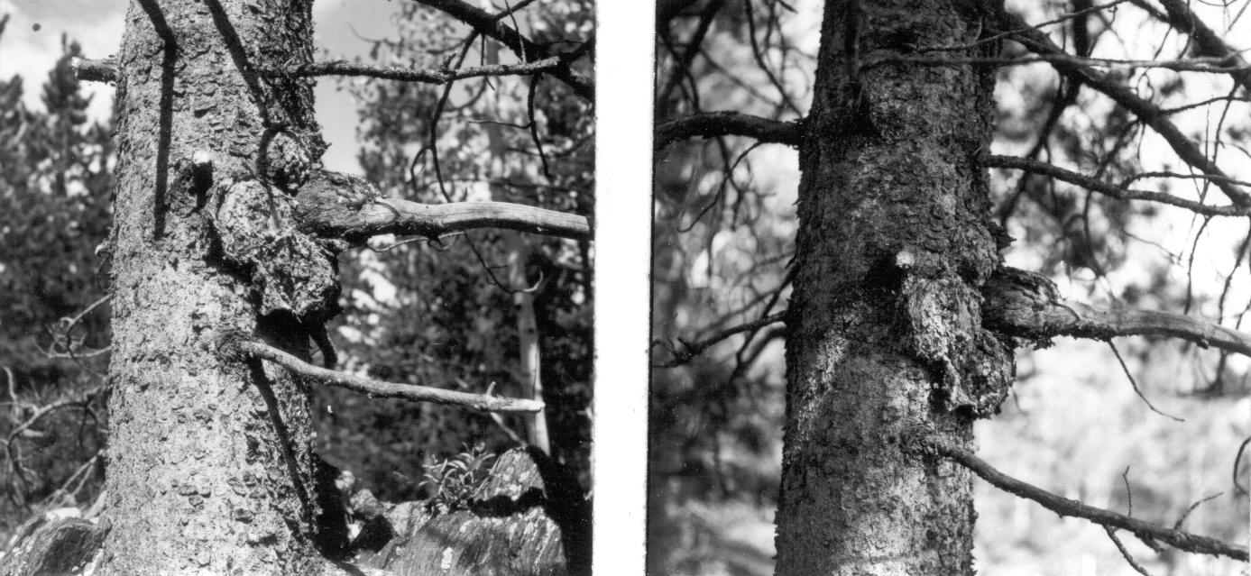 Rust spreading from branch gall to trunk on lodgepole pine