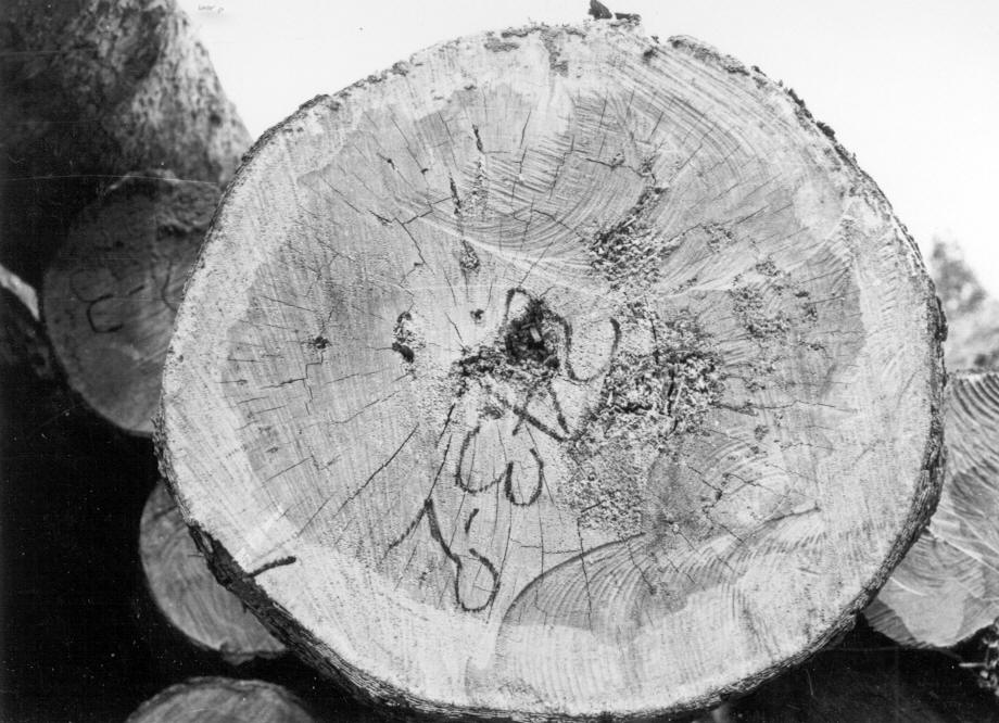 Advanced red rot in log 243-2