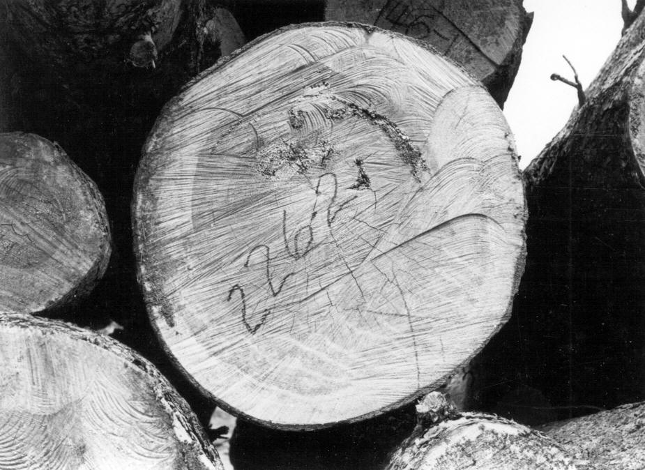 Advanced red rot in log 226-2
