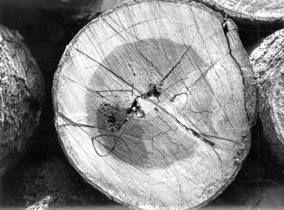 Incipient red rot in log 9-1