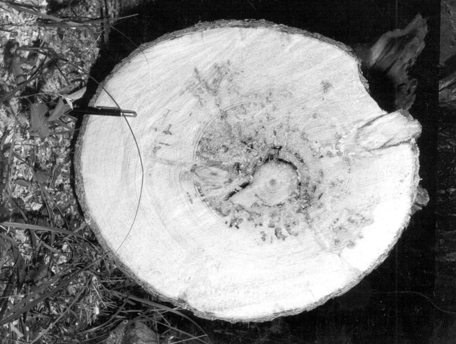 Tree 18-4, red rot