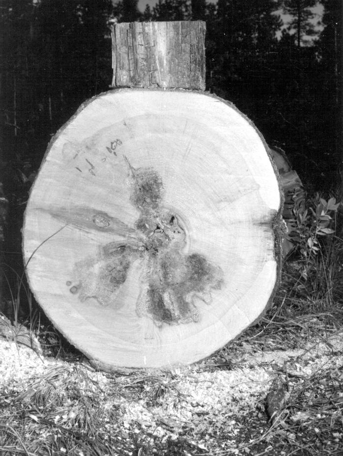 Tree 22-2 brown cubical trunk rot ot 0'