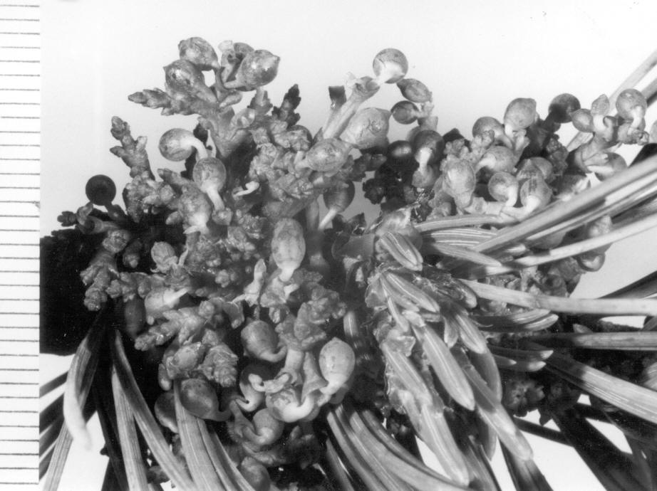 Nectar produced by female plant on Pinus flexilis