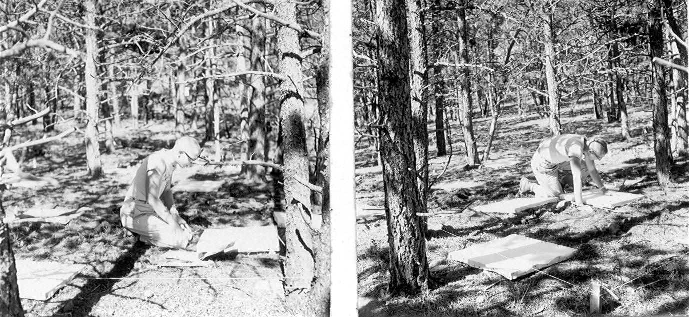 Counting seeds on traps in ponderosa pine plot B