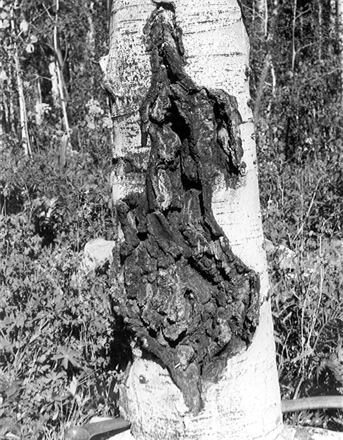 Rough-bark canker of aspen
