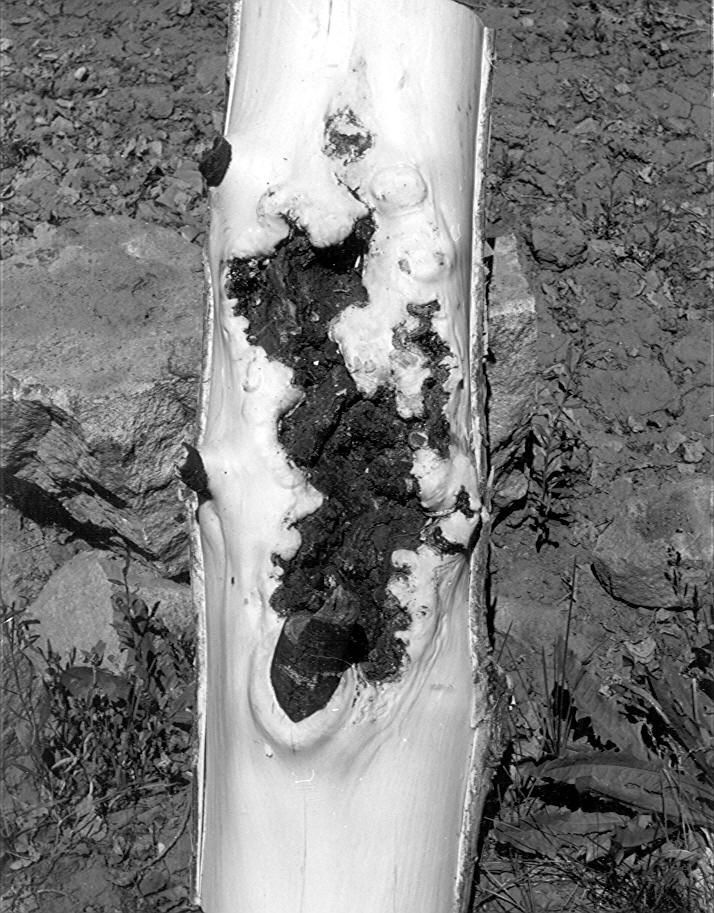 Tree #2, rough-bark canker 8-10'' after peeling