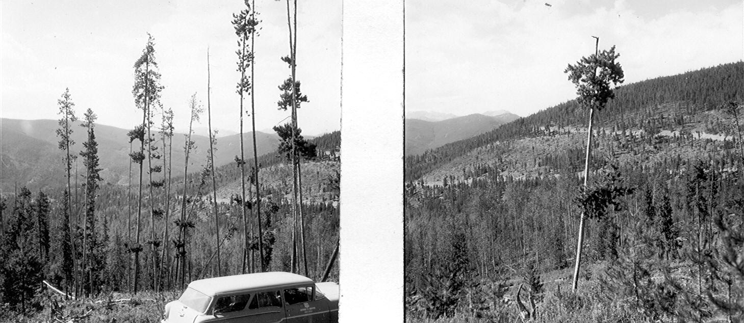 Non-mistletoe brooms on lodgepole pine